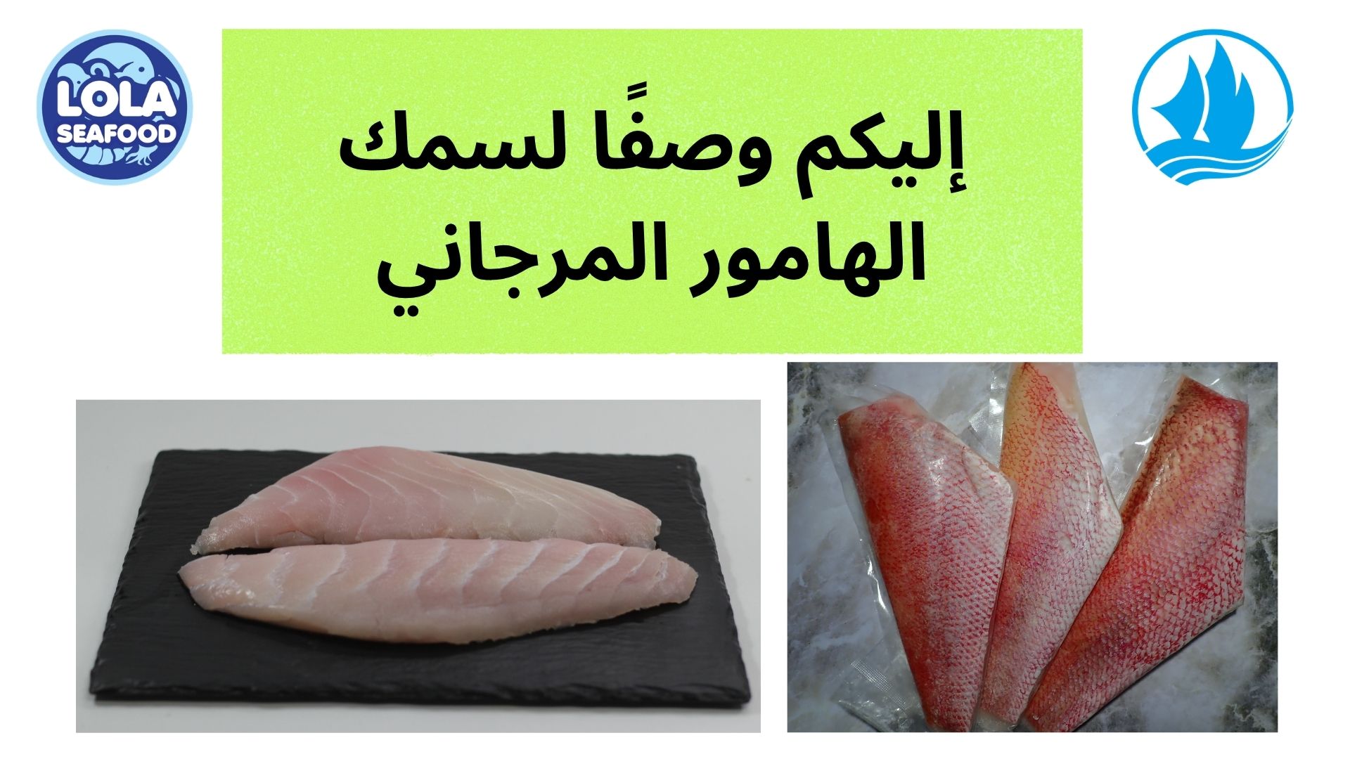 إليكم وصفًا لسمك الهامور المرجاني